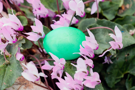 Green colored Easter egg in a bush of cyclamen flowersの写真素材