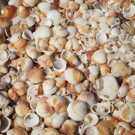 Square texture with sea shells and small rocks