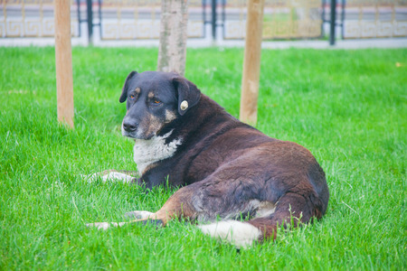 Big lonely street dog on the grass looking sadの写真素材