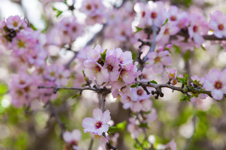 Lots of pink almond flowers in full blossomの写真素材