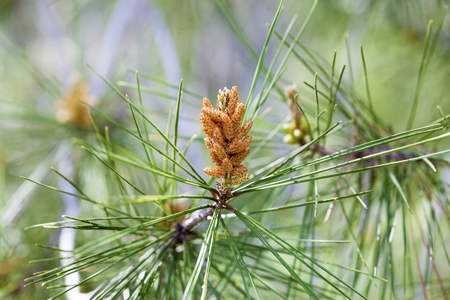 Pine tree flower among green needlesの写真素材