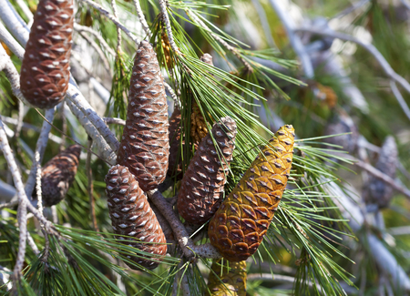 Pine cones on the pine tree branch