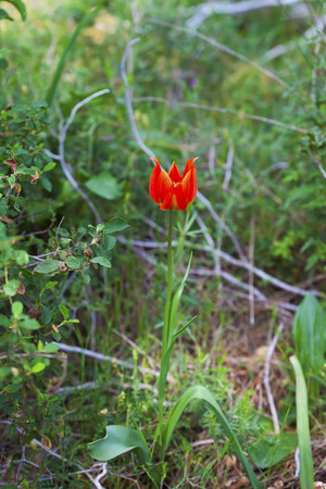Single wild tulip growing in the forest in springの写真素材