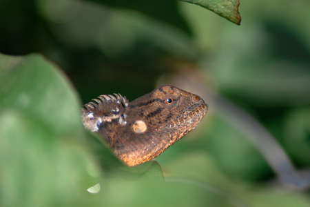 Lizard