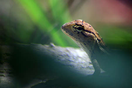 Lizard