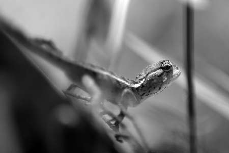 Lizardのeditorial素材