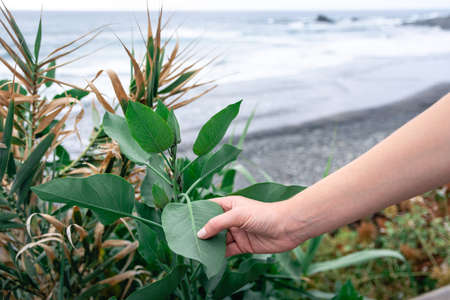 Arm of a white person holding a green leaf of a plant with his hand. Nature and flora on the beachの写真素材