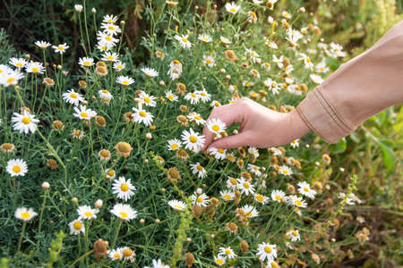 Closeup photo. Arm of a white person holding a daisy leaf with his hand. Nature and flora in the mountainsの写真素材
