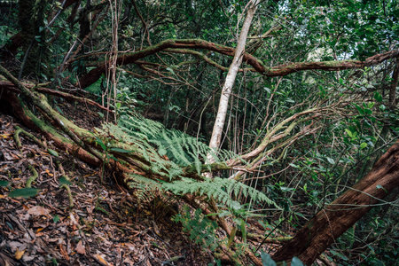Landscape of green laurel forest in the north of the island of Tenerifeの写真素材