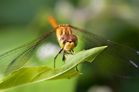 Closeup of a Dragon Fly with green backgroundの写真素材