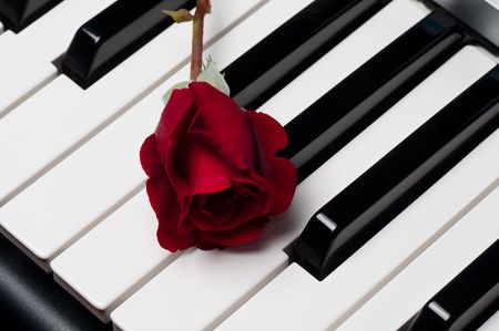 A single beautiful red rose lying on top of a piano keyboard の写真素材