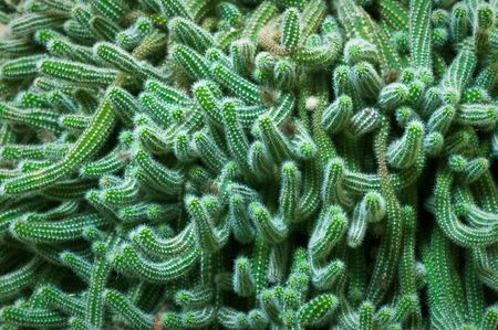 A close-up of a big group of cactusの写真素材