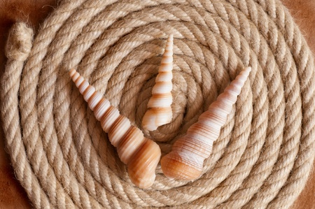 Aged Rope and seashell on the old paper backgroundの写真素材