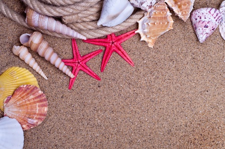 seashells and starfish with sand as background の写真素材