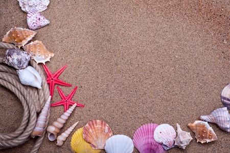 seashells and starfish with sand as backgroundの写真素材