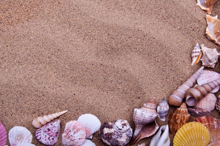 sea shells with sand as backgroundの写真素材