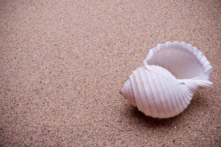 Detail of beautiful curved seashell on sand の写真素材