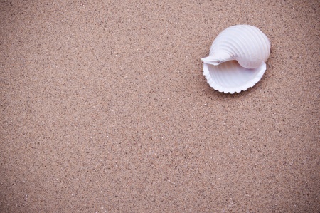 Detail of beautiful curved seashell on sand