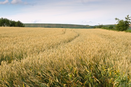 Yellow wheat growing in a farm fieldの写真素材