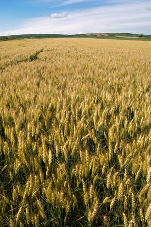 Yellow wheat growing in a farm fieldの写真素材