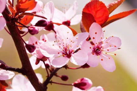 Spring cherry blossoms on green background