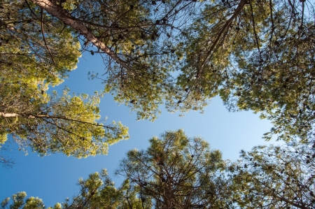 Pine forest treeの写真素材