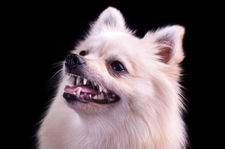 Pomeranian Spitz dog on a black backgroundの写真素材