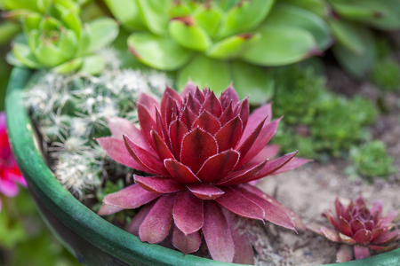 Red and Green Miniature succulent plants growing in the groundの写真素材