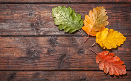Vintage autumn fallen leaves on the old wooden tableの写真素材