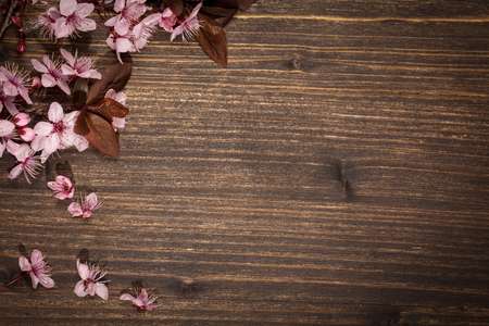 Spring cherry blossom on rustic wooden backkgroundの写真素材