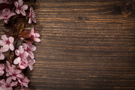 Spring cherry blossom on rustic wooden backkgroundの写真素材