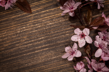 Spring cherry blossom on rustic wooden backkgroundの写真素材