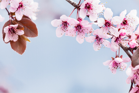 Spring pink cherry blossom on blue backgroundの写真素材