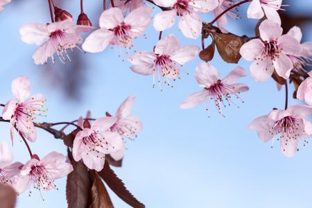 Spring pink cherry blossom on blue backgroundの写真素材