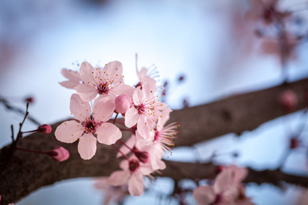Spring pink cherry blossom on blue backgroundの写真素材
