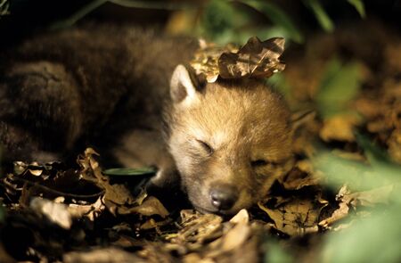 wolfcub sleepingの写真素材