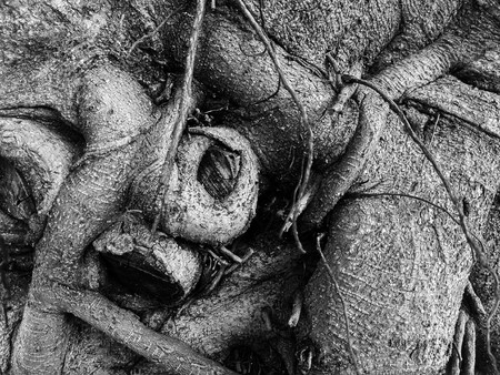 Old tree knot black and white photoの写真素材