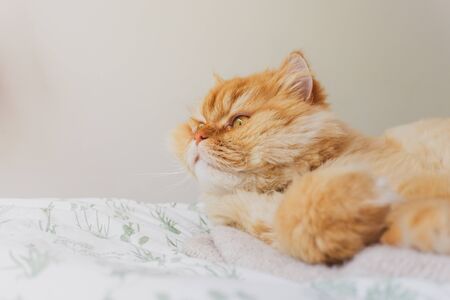 Lovely Image of a Golden Persian cat Laying on the bed Relaxed. Cute Cat Snuggling on the bed. Animal Friendly Concept.の写真素材