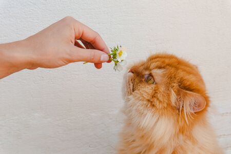 Cute ginger cat smelling flowers from a woman hand.の写真素材