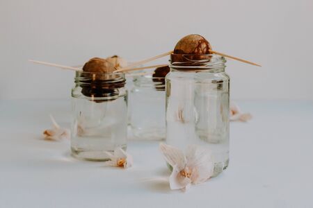 Cultivating avocado seeds at home growing in a glass of water isolated on whiteの写真素材