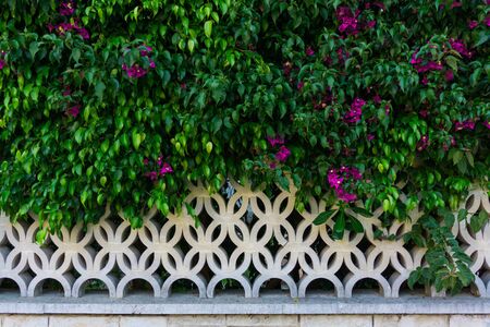 Bricks and art deco fence full of plant in the top half. Green leaves and purple flowers. Art deco pattern fence. Cement and nature fusion. Horizontal background.1の写真素材