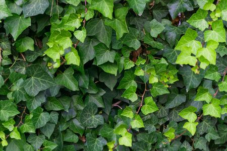 Ivy plant background in a summer sunny afternoon. Full green background. Horizontal filled background.の写真素材