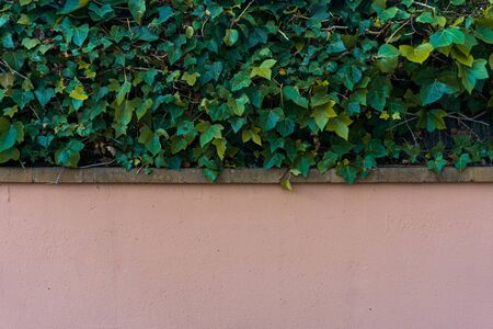 Salmon concrete wall and ivy plant fence. Half wall and half plants. Horizontal Background. Textures.の写真素材