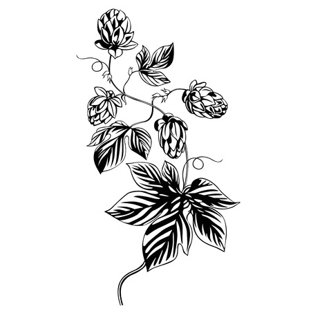 hops plant illustrationのイラスト素材