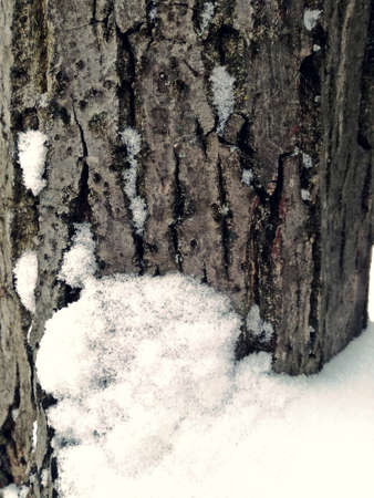 tree bark and snow. winterの写真素材