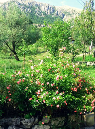 mountains, trees and flowersの写真素材