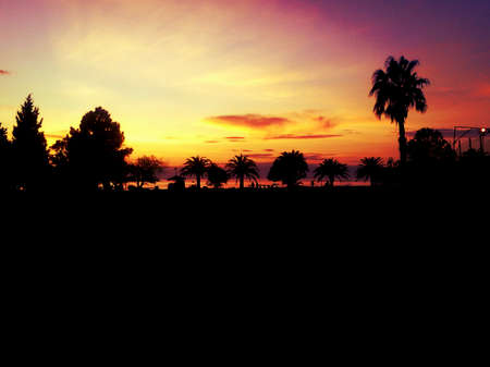 palms and amazing sunsetの写真素材