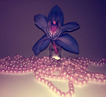 blue orchid and white pearlsの写真素材