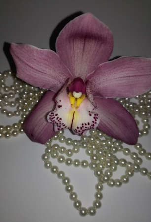 pink orchids and pearlsの写真素材