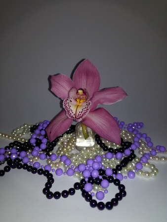 pink orchids and pearlsの写真素材